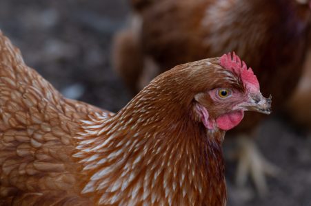 A closeup profile portrait of a hen with damaged beak in a farm