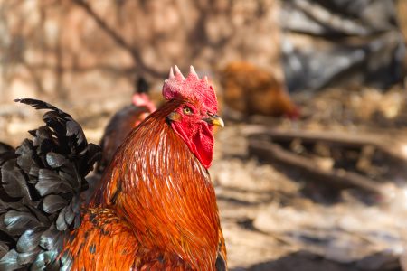 showy rooster in the chicken coop on the farm