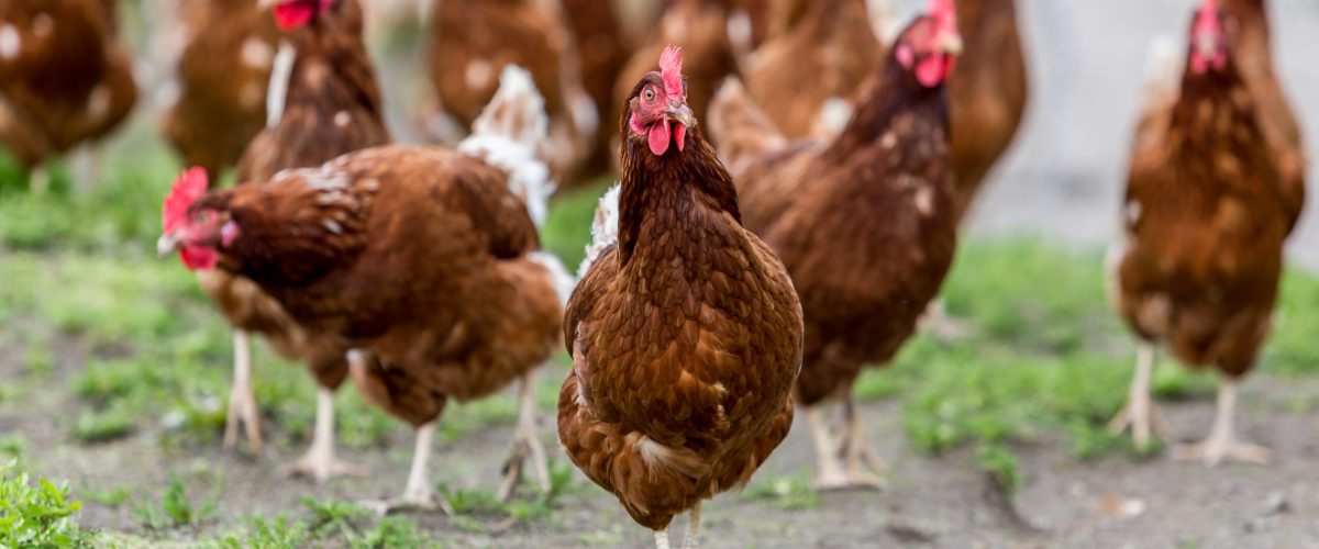 IVENA🌿 From Seed to Veterinary Solution