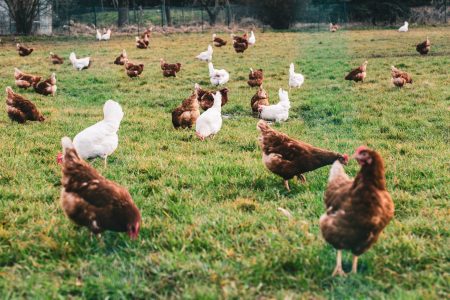 The white and brown chickens in the fields during the daytime